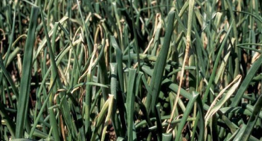 Jak se vypořádat s plísní na cibuli lidové prostředky?